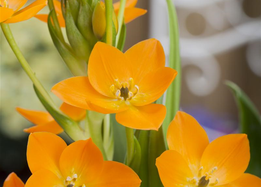 Ornithogalum Busch