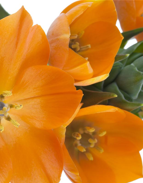 Ornithogalum Busch