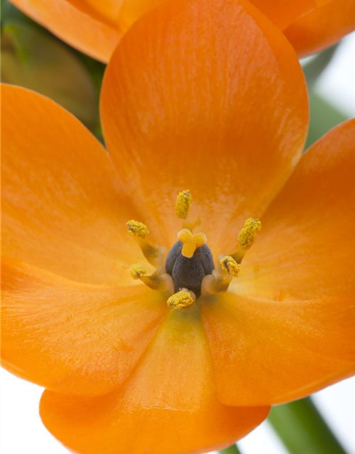 Ornithogalum Busch