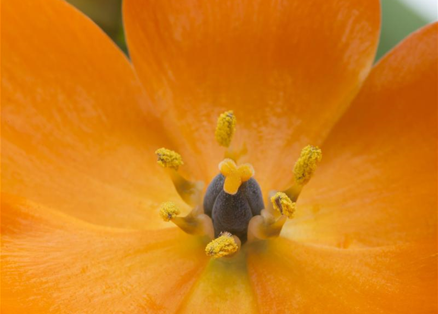 Ornithogalum Busch