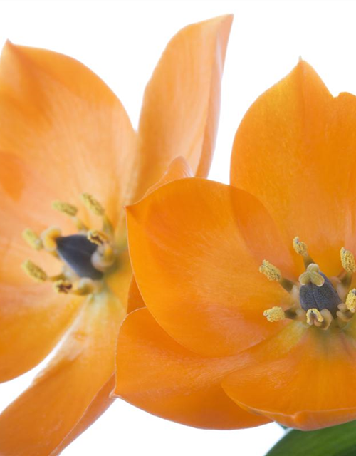 Ornithogalum Busch