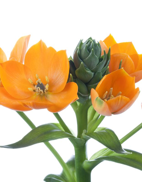 Ornithogalum Busch