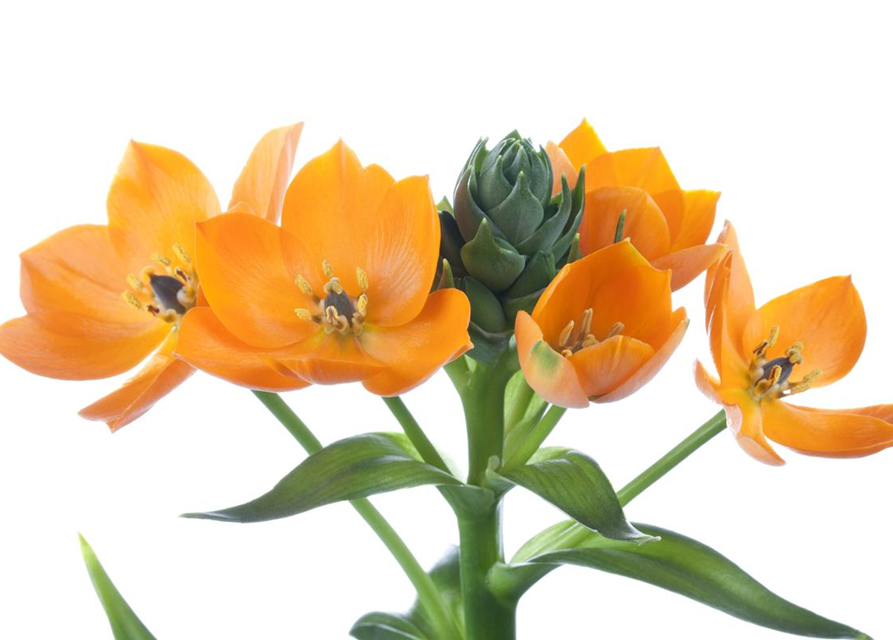 Ornithogalum Busch