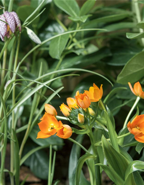 Ornithogalum Busch