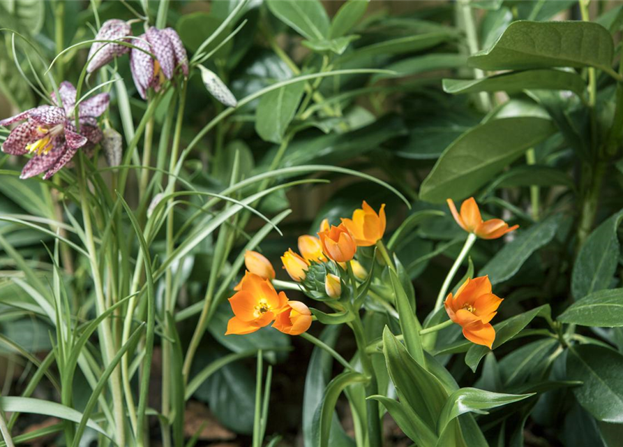 Ornithogalum Busch