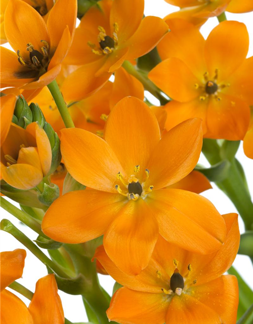 Ornithogalum Busch