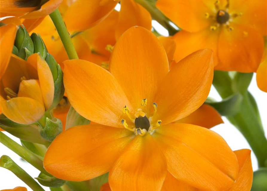 Ornithogalum Busch