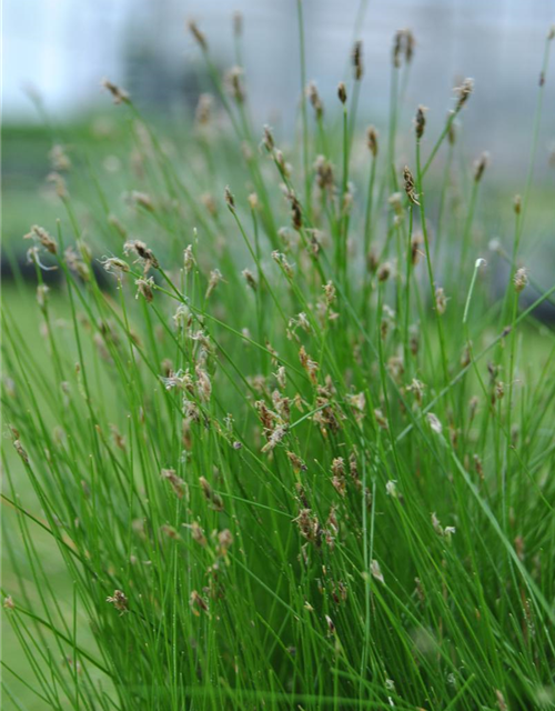 Eleocharis acicularis