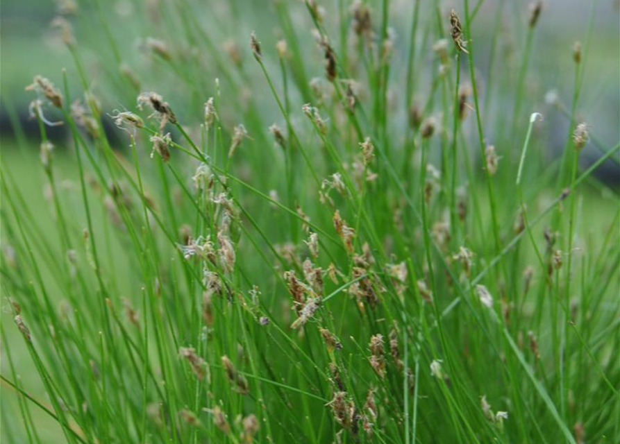 Eleocharis acicularis