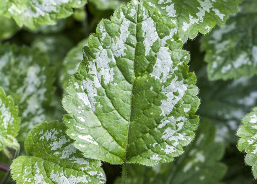 Lamium maculatum