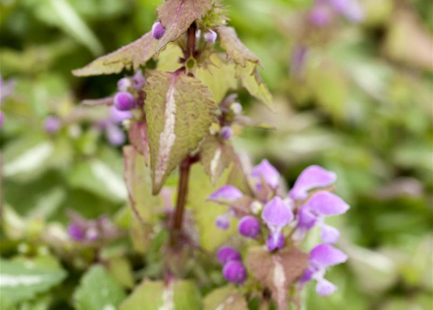 Lamium maculatum