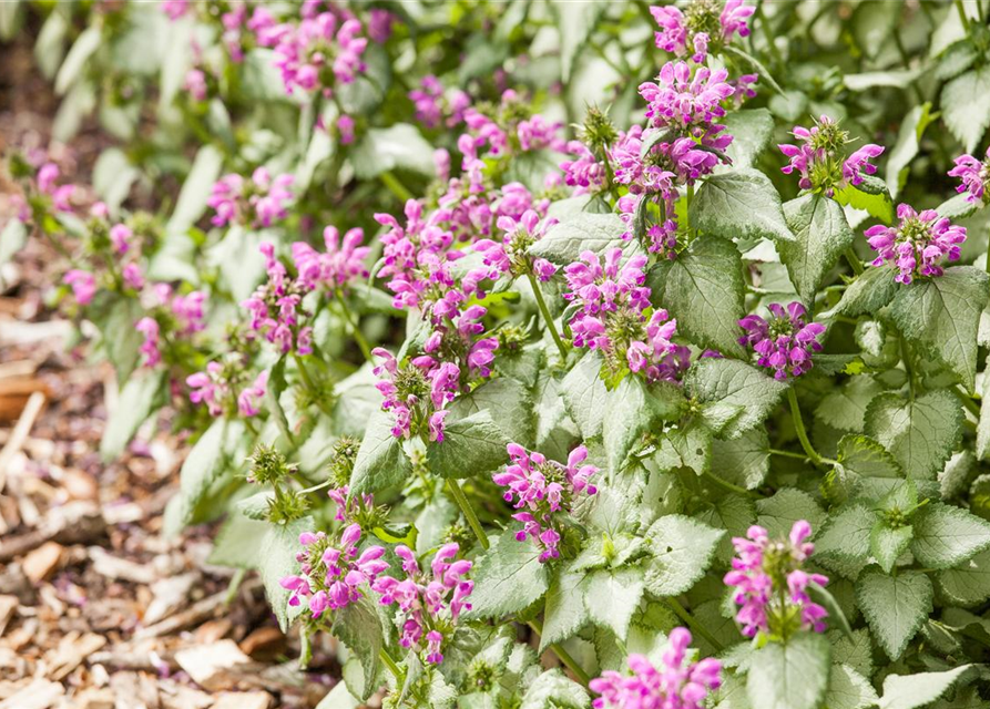 Lamium maculatum