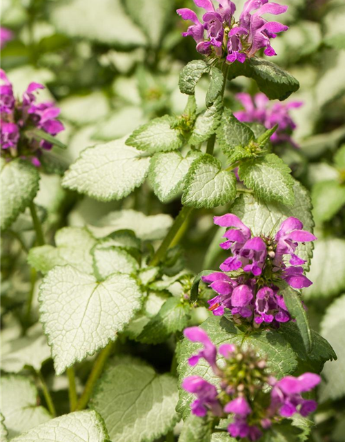 Lamium maculatum