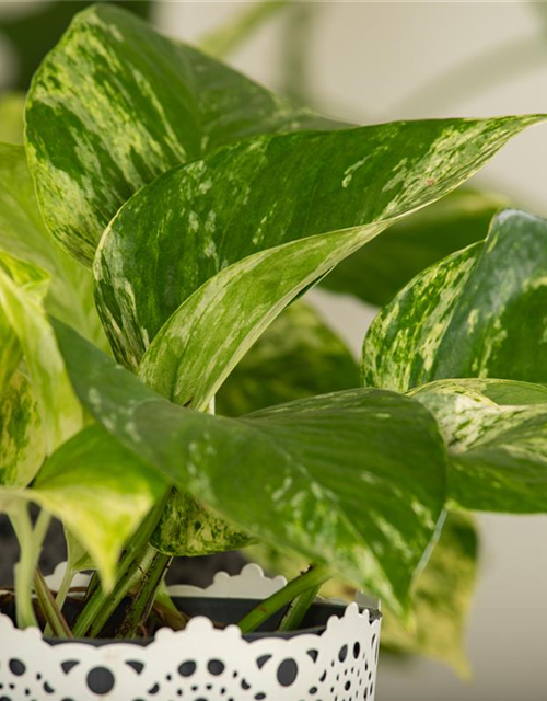 Epipremnum pinnatum Marble Queen