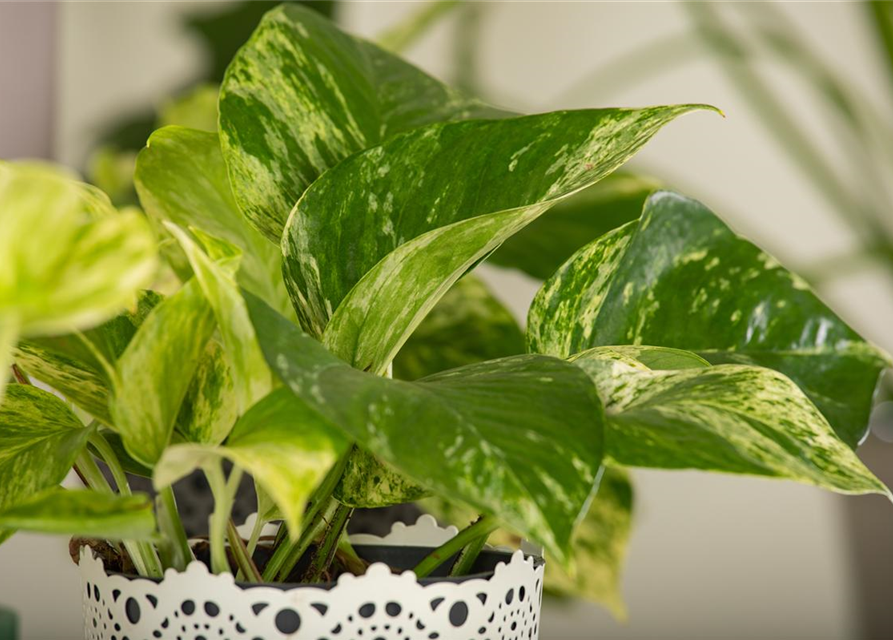 Epipremnum pinnatum Marble Queen