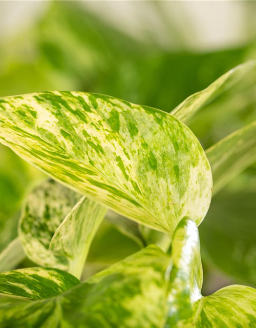 Epipremnum pinnatum Marble Queen