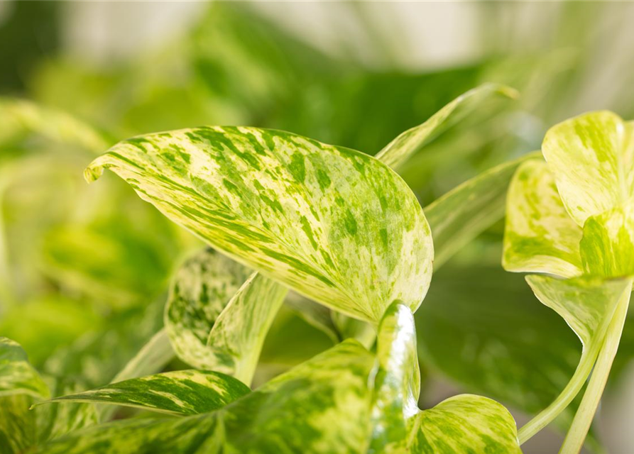 Epipremnum pinnatum Marble Queen