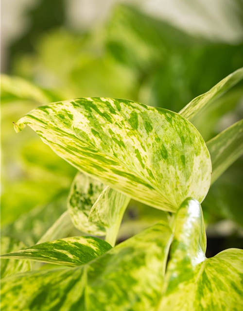 Epipremnum pinnatum Marble Queen