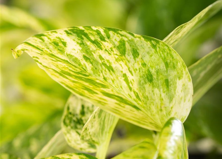 Epipremnum pinnatum Marble Queen