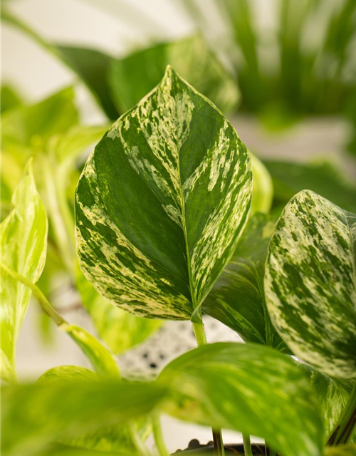 Epipremnum pinnatum Marble Queen