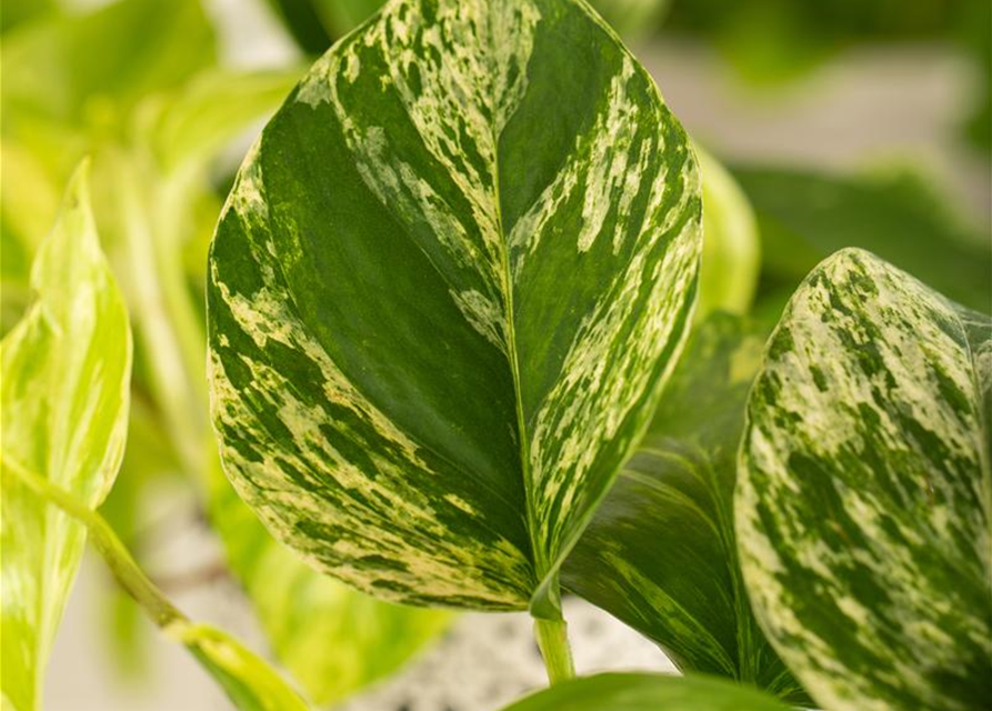 Epipremnum pinnatum Marble Queen