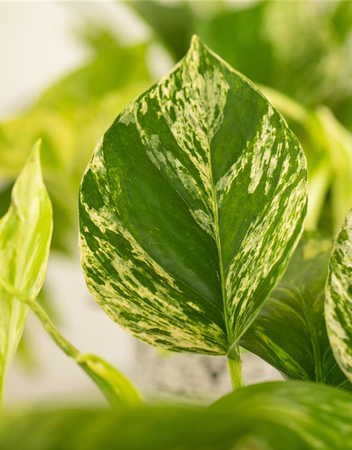 Epipremnum pinnatum Marble Queen