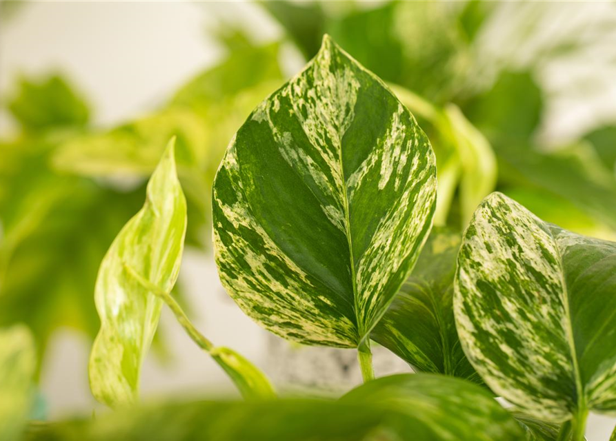 Epipremnum pinnatum Marble Queen