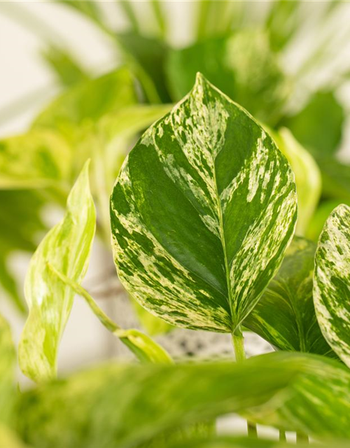 Epipremnum pinnatum Marble Queen