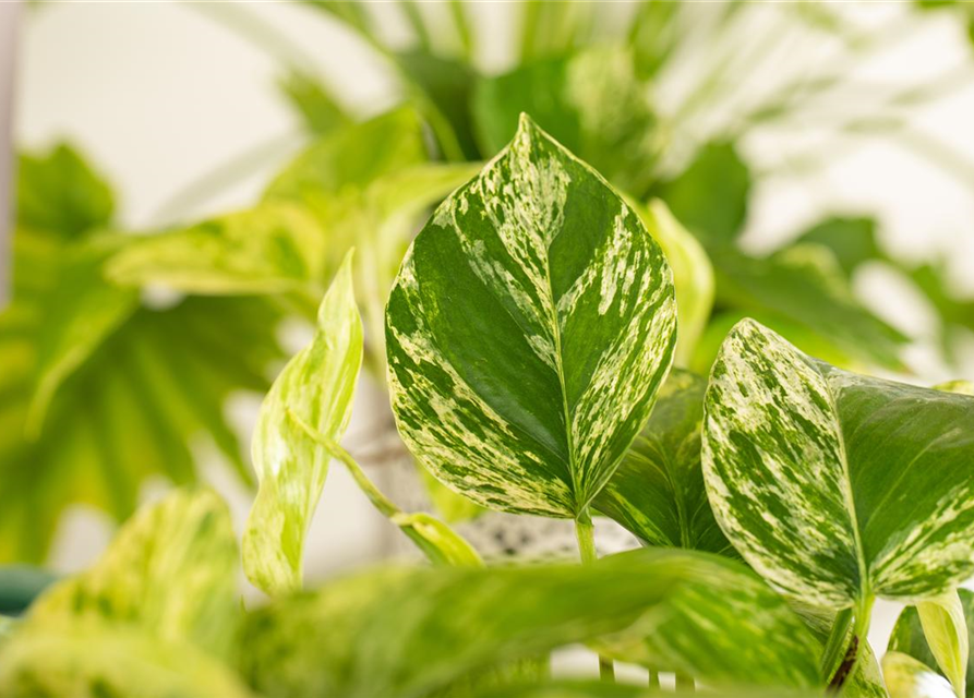 Epipremnum pinnatum Marble Queen