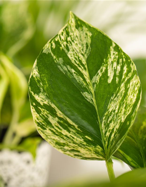 Epipremnum pinnatum Marble Queen