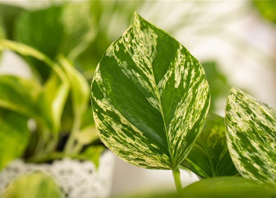 Epipremnum pinnatum Marble Queen