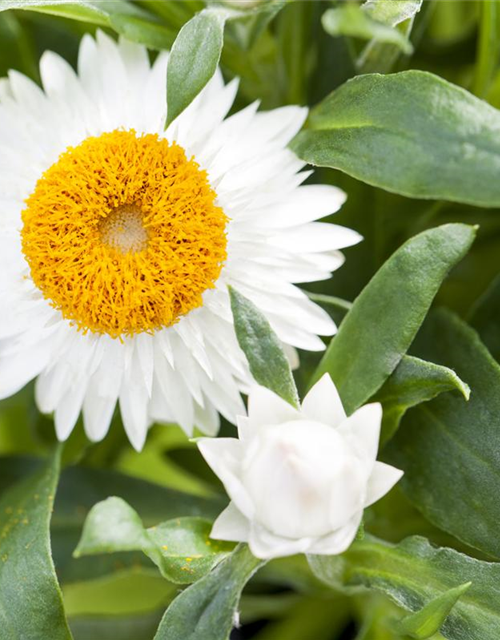 Helichrysum bracteatum