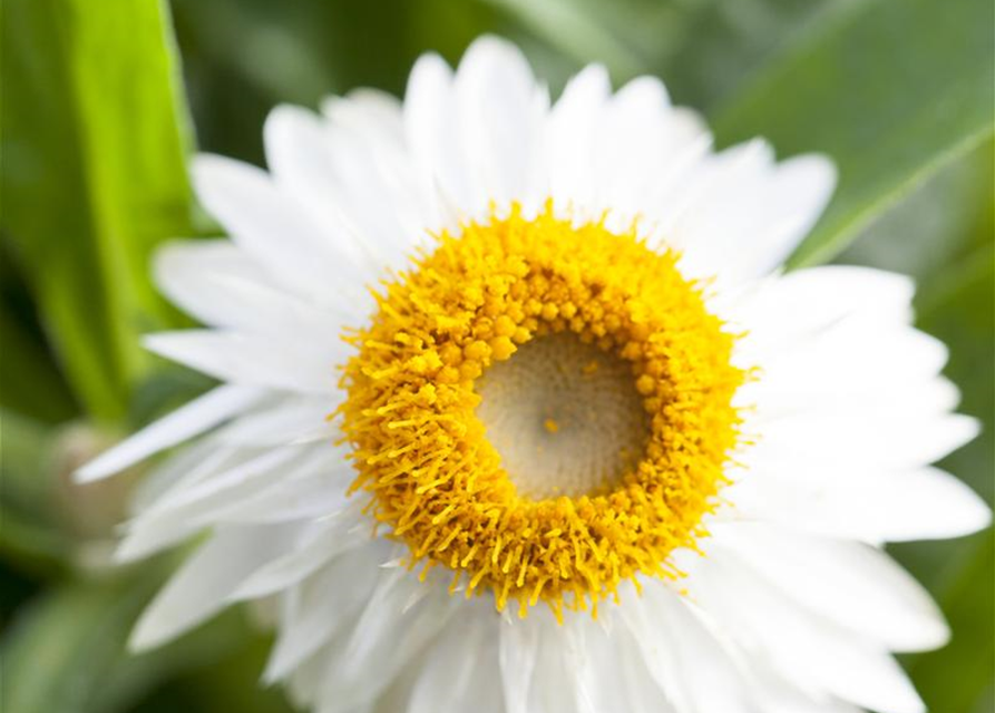 Helichrysum bracteatum