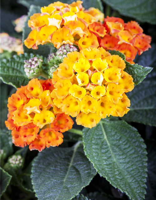 Lantana camara