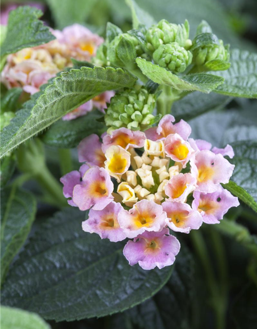 Lantana camara