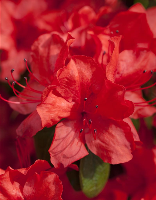 Rhododendron simsii XL