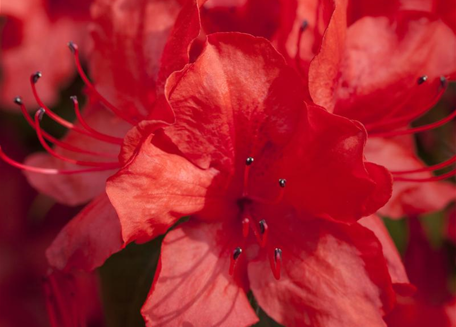 Rhododendron simsii XL