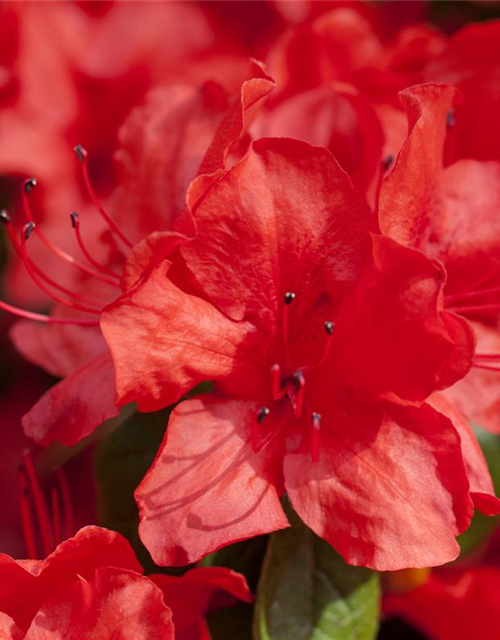 Rhododendron simsii XL