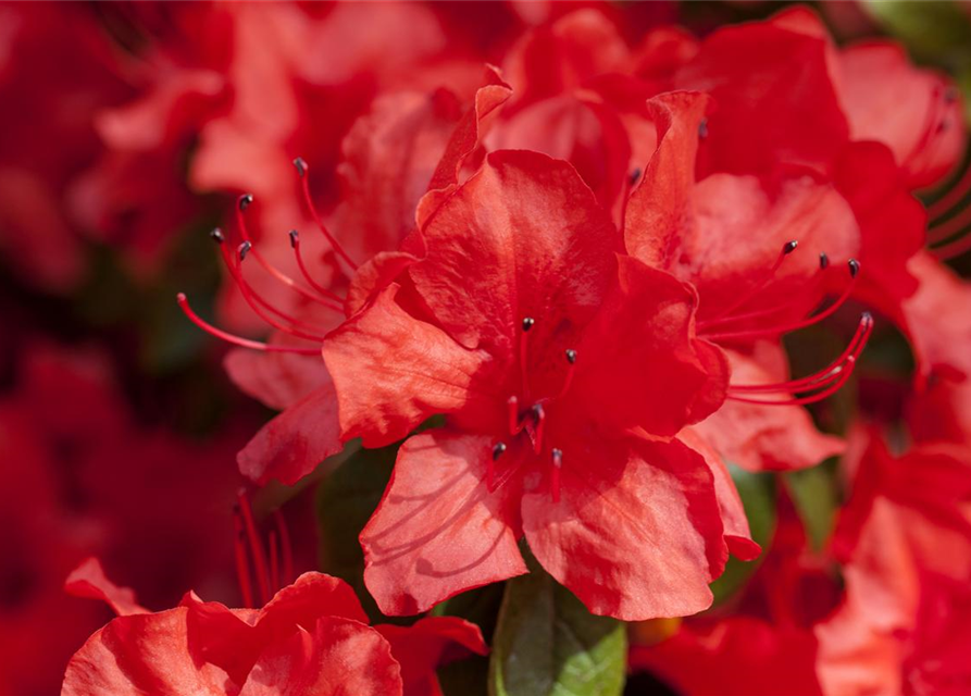 Rhododendron simsii XL