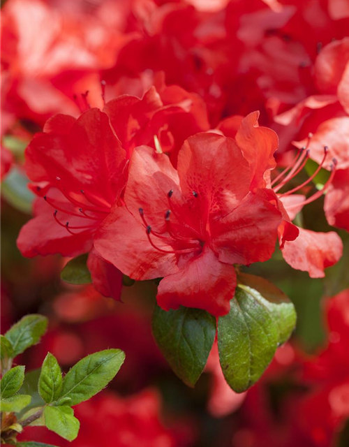 Rhododendron simsii XL