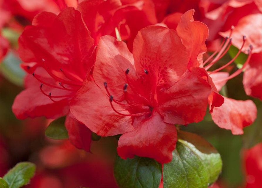 Rhododendron simsii XL