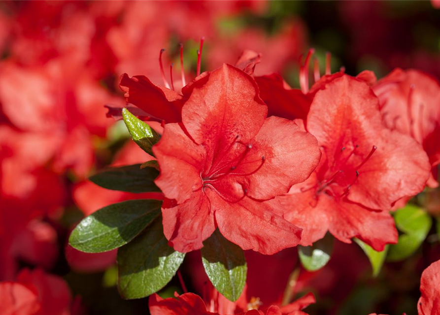 Rhododendron simsii XL