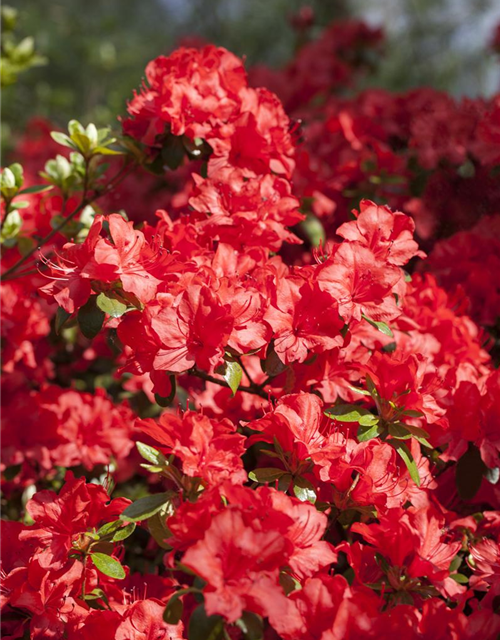 Rhododendron simsii XL