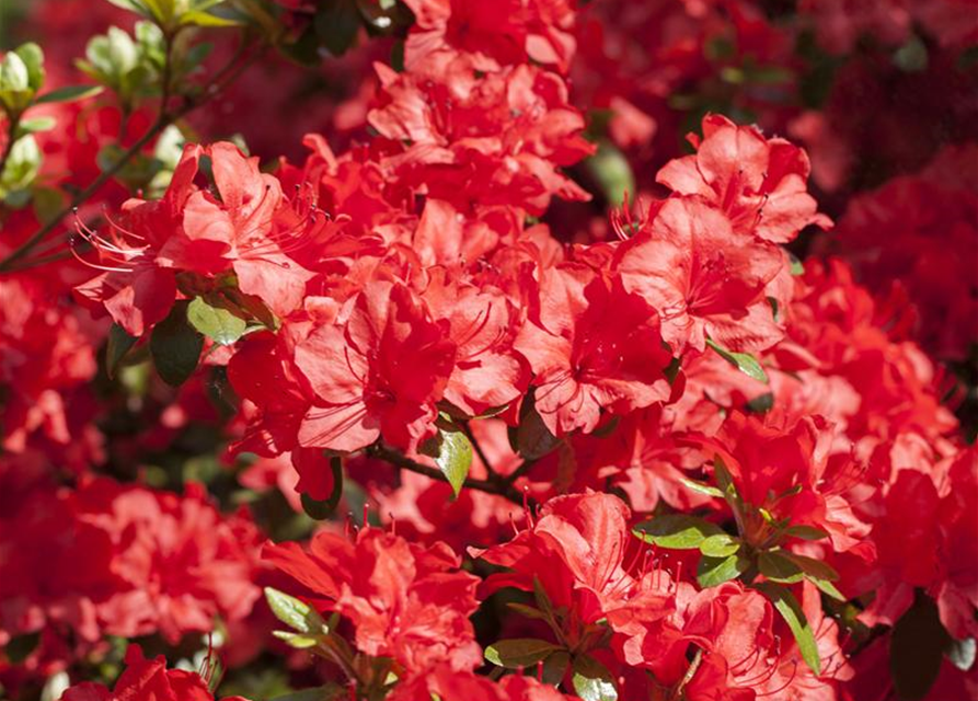 Rhododendron simsii XL