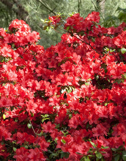 Rhododendron simsii XL