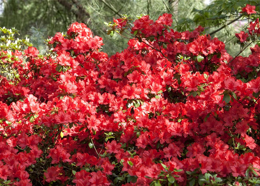 Rhododendron simsii XL