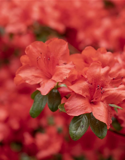 Rhododendron simsii XL