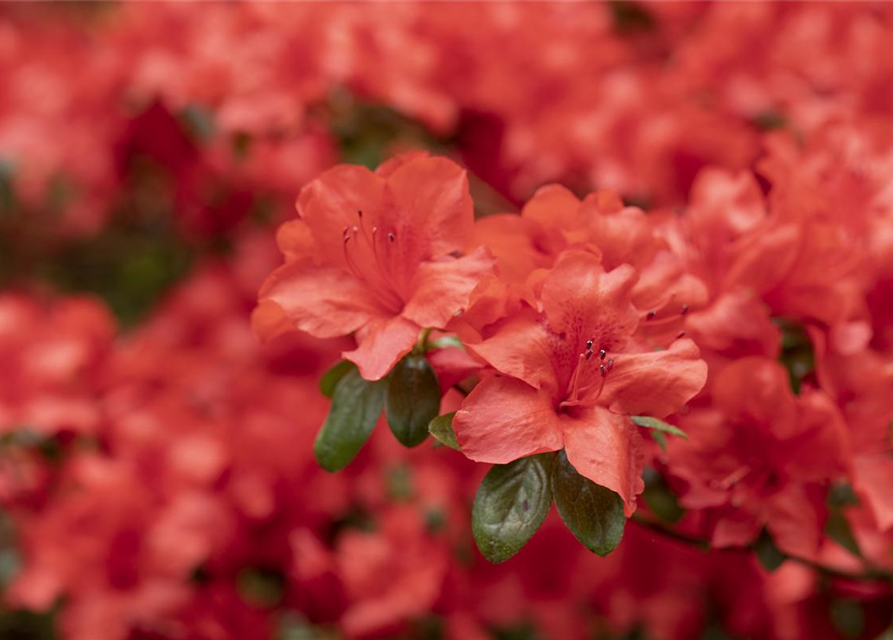 Rhododendron simsii XL