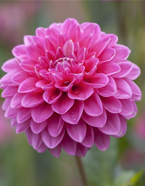 Dahlia Hybriden