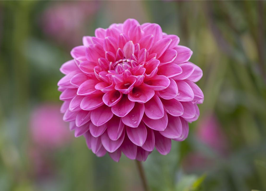 Dahlia Hybriden